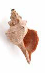 Sea snail trumpet